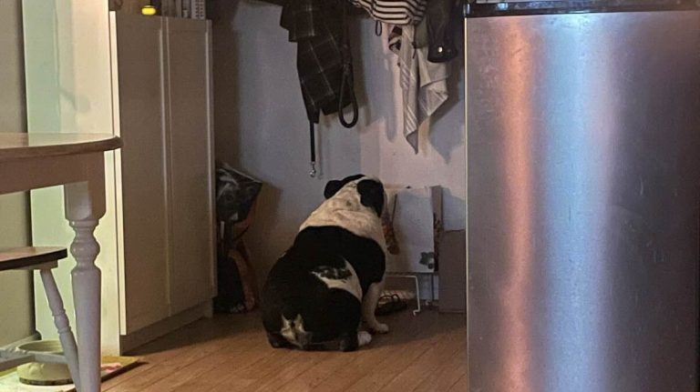 Hank the bulldog's cheese corner