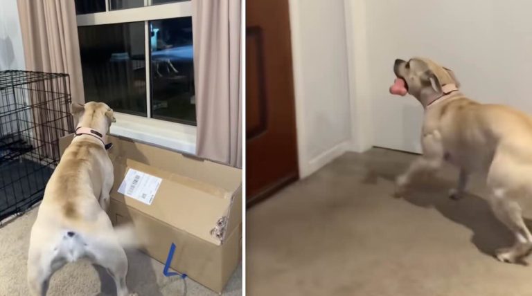 dog welcomes dad home
