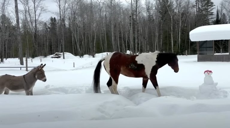 horse and donkeys confront snowman