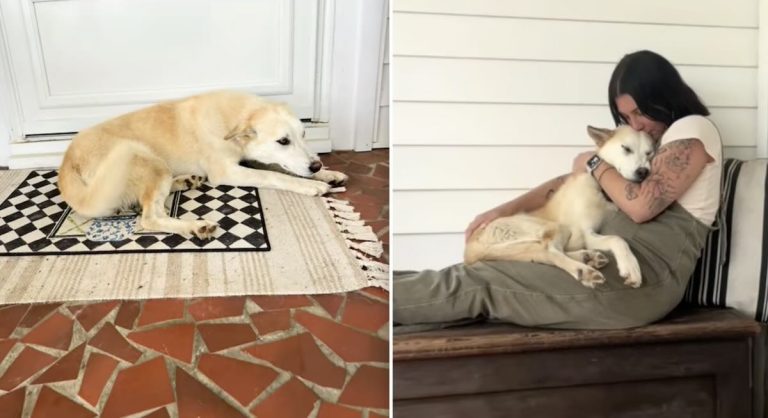 stray dog shows up at home.
