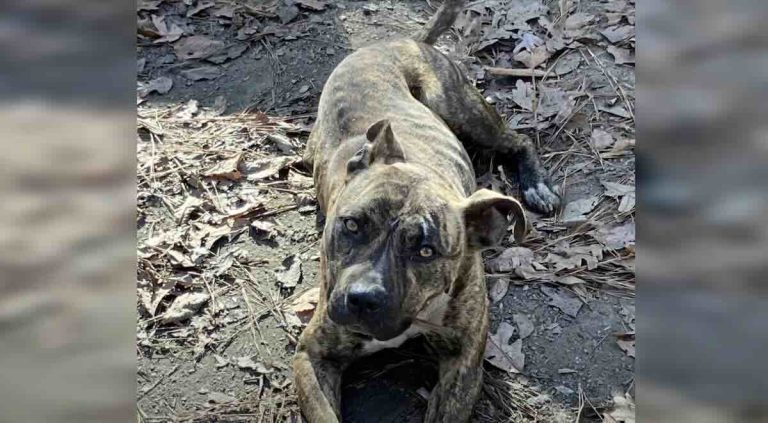 Dog shows up at film shoot in woods of Alabama