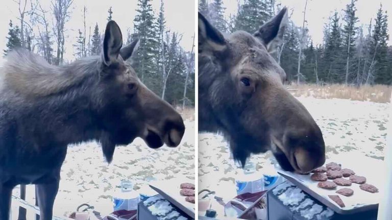 moose steals woman's cookies