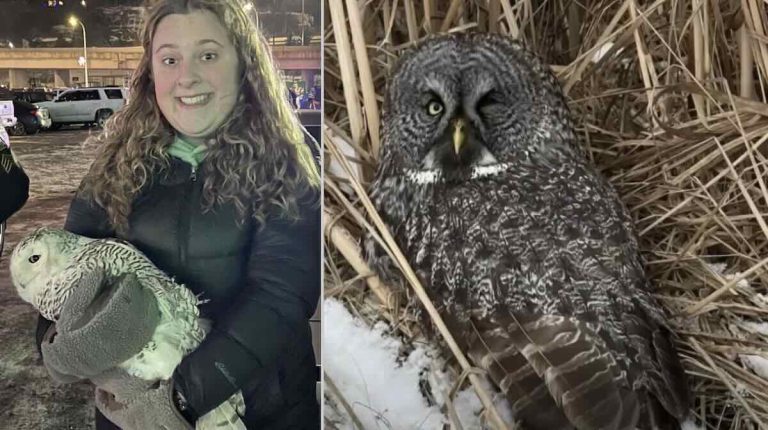 woman rescues 2 owls