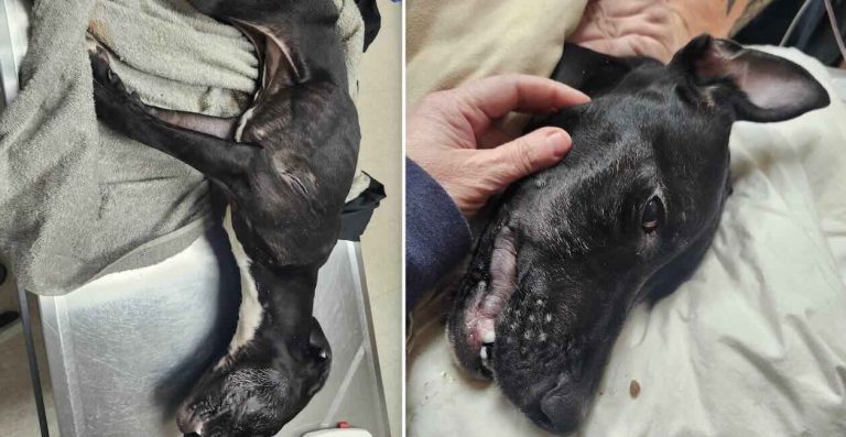 Phoenix nearly froze to death, now recovering