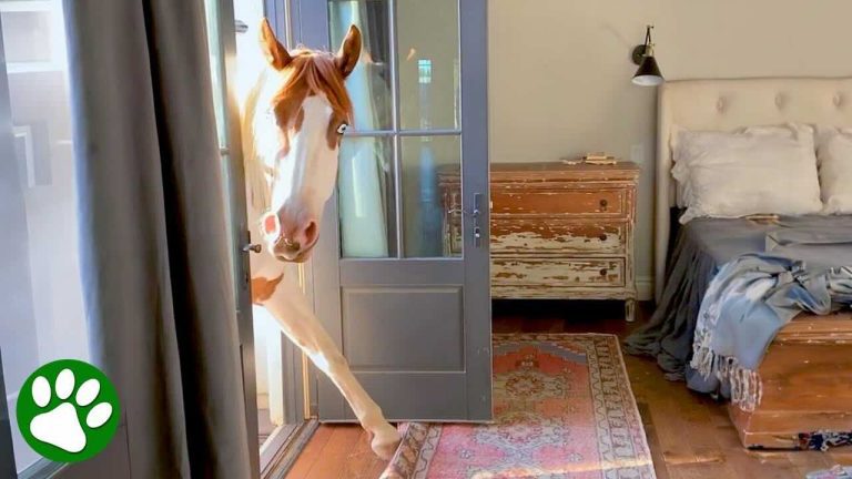 Horse Sneaks Into House And Makes His Mom Laugh