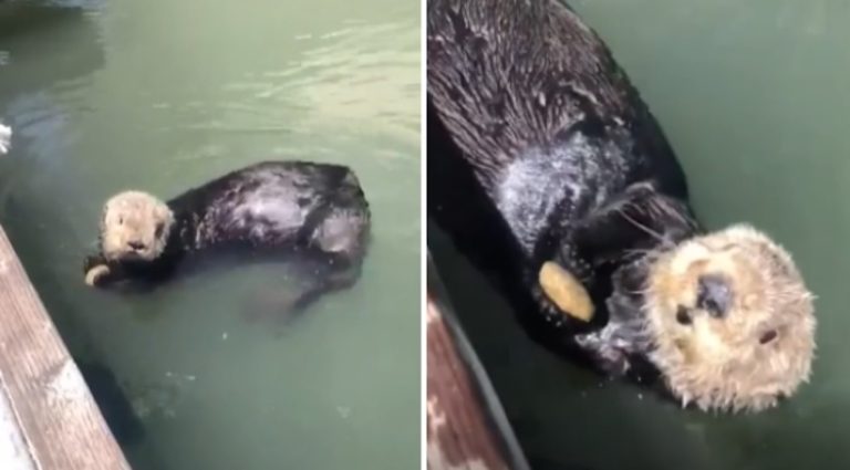 Sea otter shows off rock