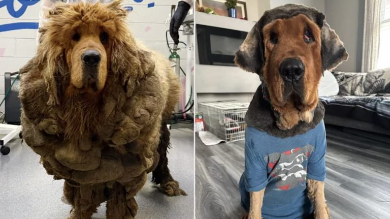 Tibetan Mastiff rescued by One Tail at a Time Rescue