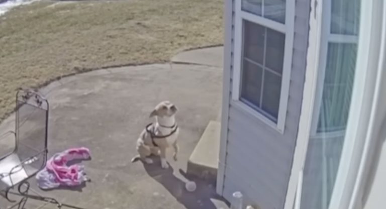 Stray dog pleads to be let inside out of the cold
