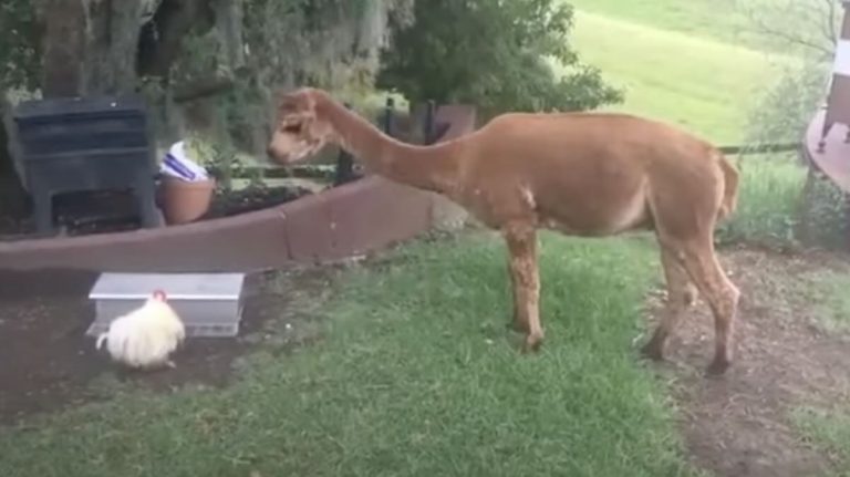 alpaca tries to steal chicken's food