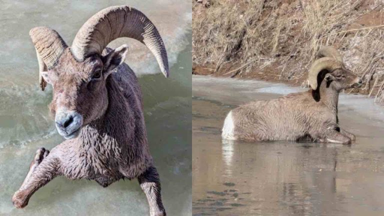 Mountain Biker Spots Something In Frozen River, Realizes A Bighorn Sheep Needs Help