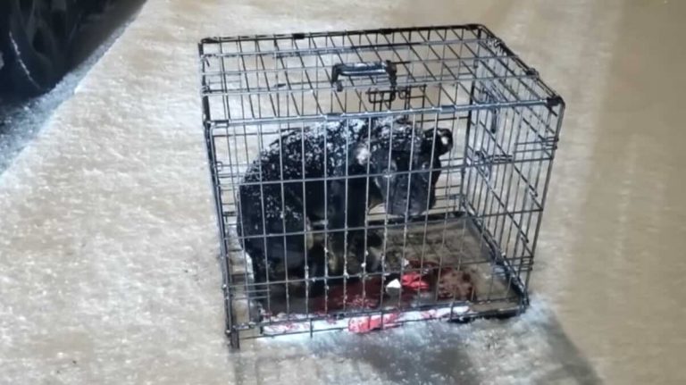 Man finds puppy abandoned in crate during snowstorm