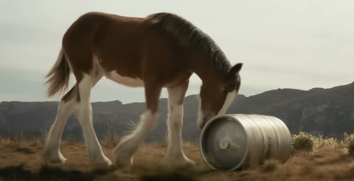 Clydesdale