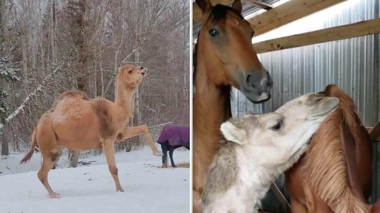 camel befriends horses