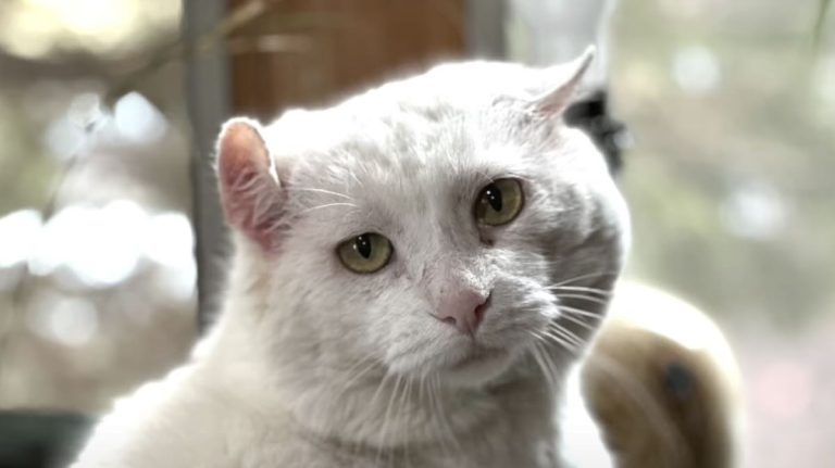 cat in nursing home