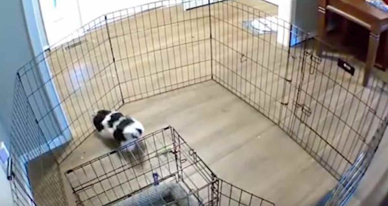 clever pup escapes fence