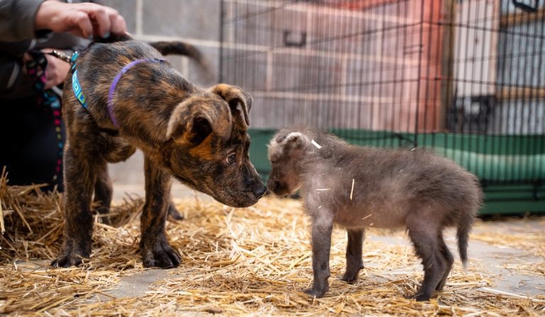 Shelter Dog Becomes Friend For Orphaned Maned Wolf Pup