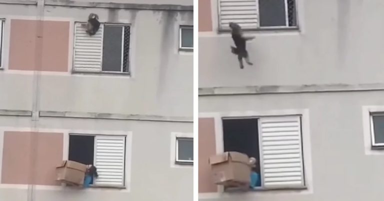 Woman’s Quick Thinking Saves Dog Who Fell From Apartment Window