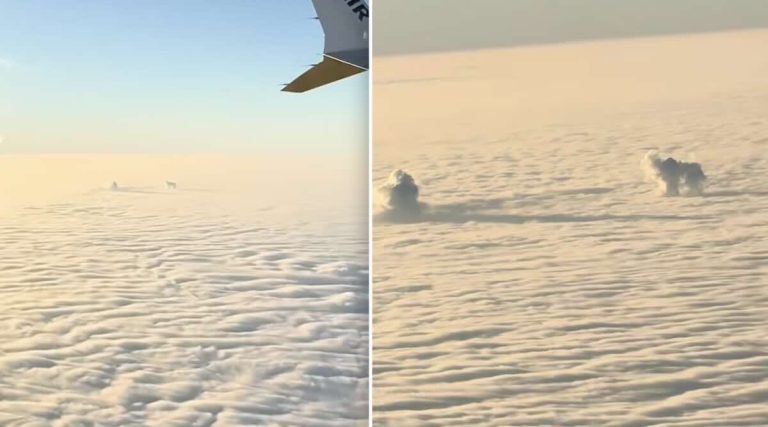 dog in the clouds