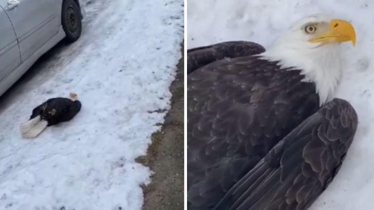 Good Samaritans Help Bald Eagle After It Hits Power Line And Falls From Sky
