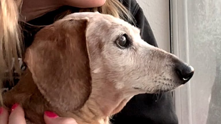 Arthur the senior Dachshund