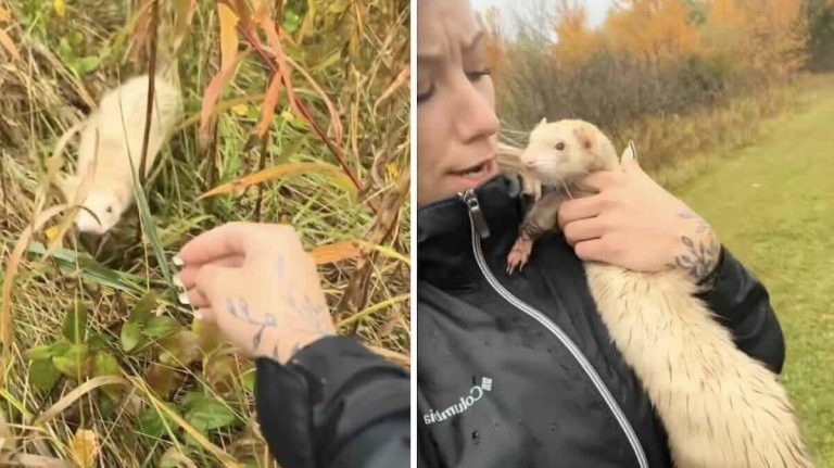 dumped ferret rescued