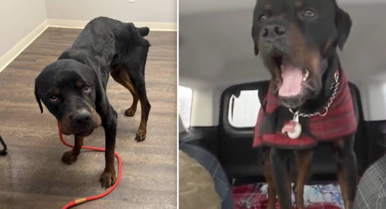 Hank the Rottie rescued