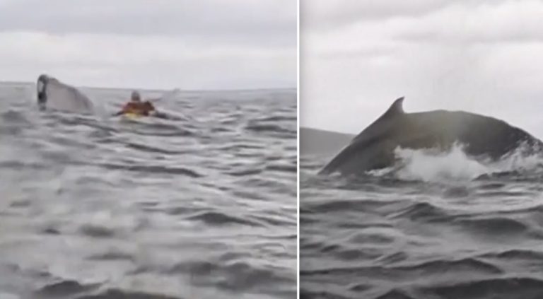 kayaker swallowed by whale