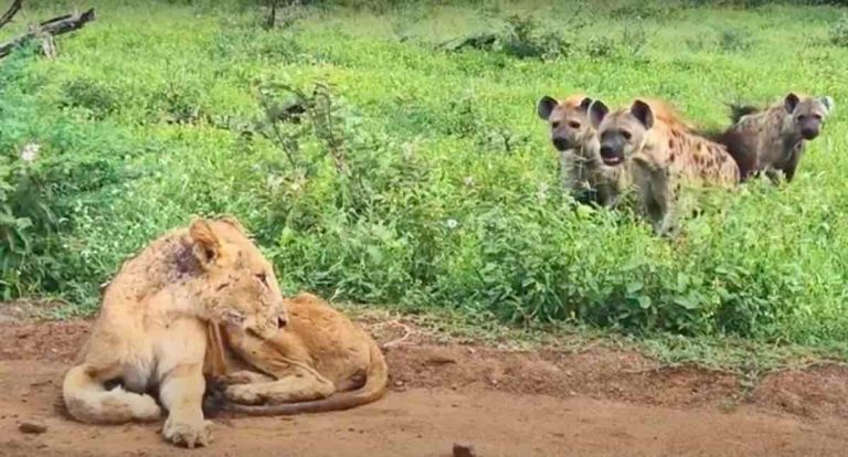 lioness and hyenas