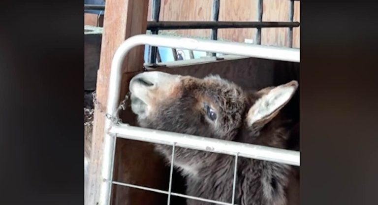 Nicholas the donkey