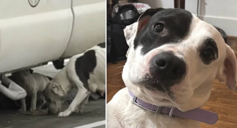 dog and puppy rescued off the streets