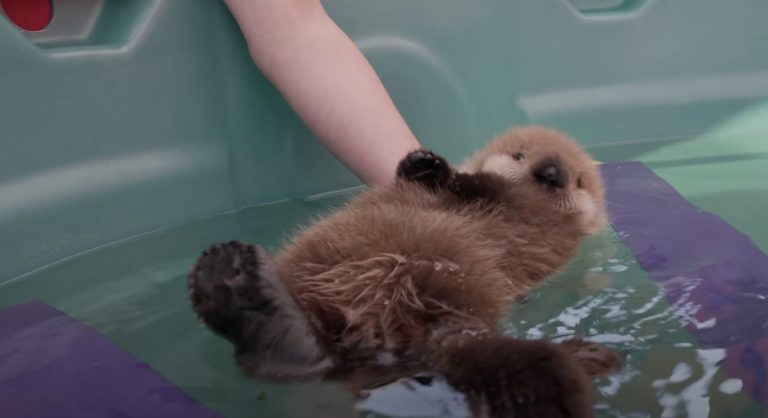 orphaned sea otter pup care