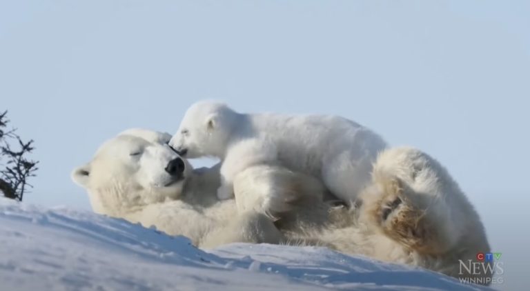 polar bear with cub