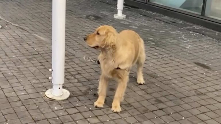 golden retriever vs pole
