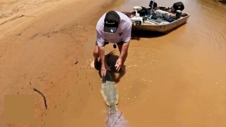 couple rescue sawfish