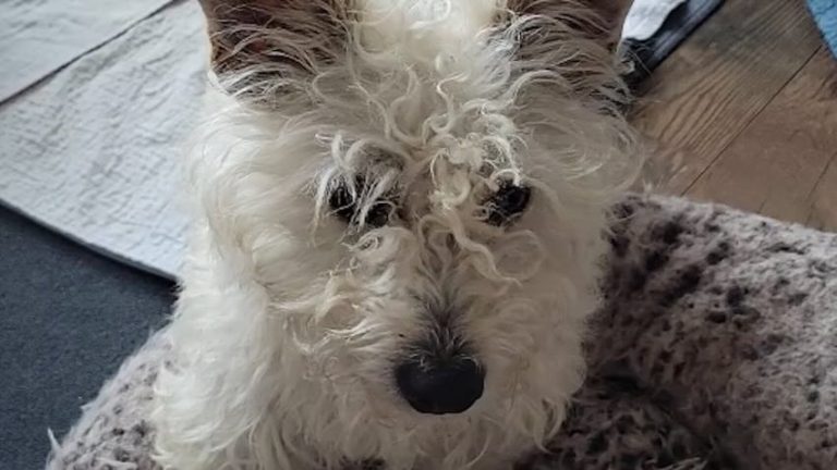 Dog Rescued From Hoarding Trembled With Fear Until Love Changed Everything
