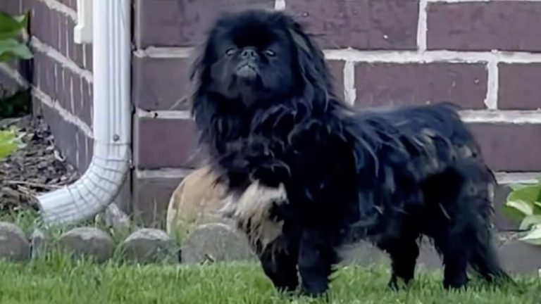 Stray pekingese rescued