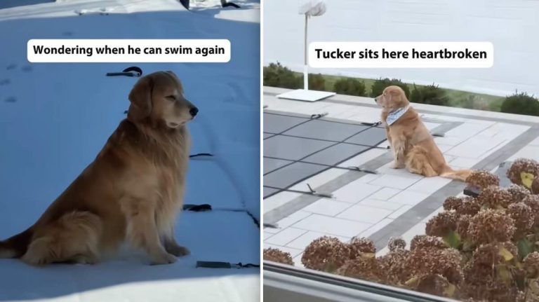 dog wants to swim in winter