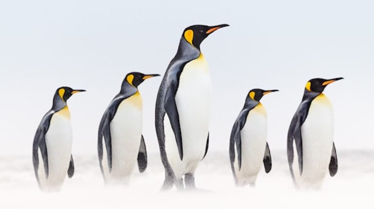 Drew Doggett Polar Guardians