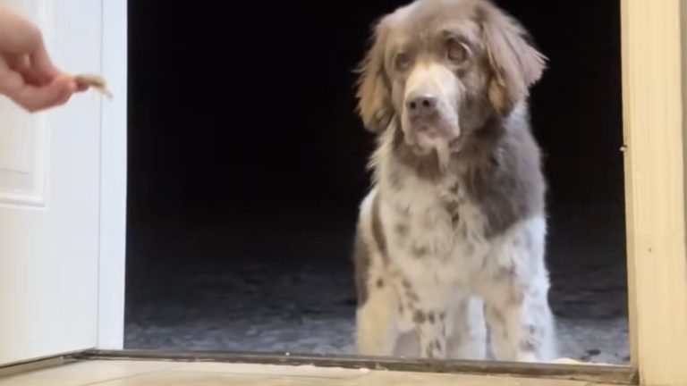 rescue dog hesitant to come inside