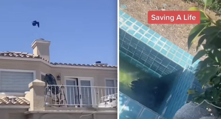 woman saves crow from her pool