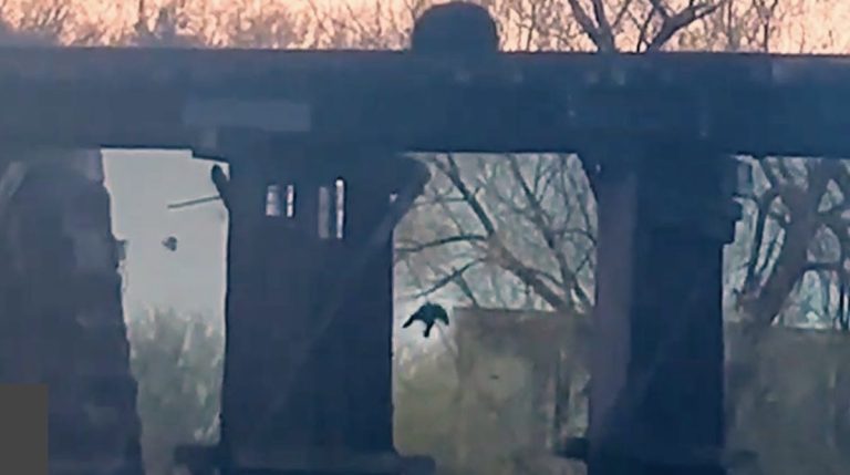 cub falls off bridge, mama comes to rescue