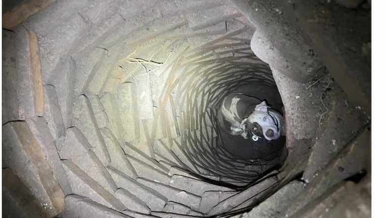 Dog rescued from bottom of well