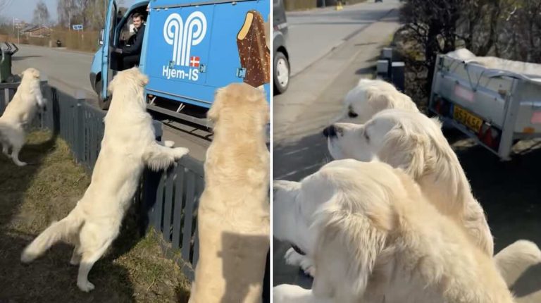 dogs wait for ice cream.