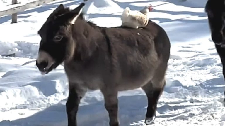 Donkey Sweetly Comforts Bullied Chicken