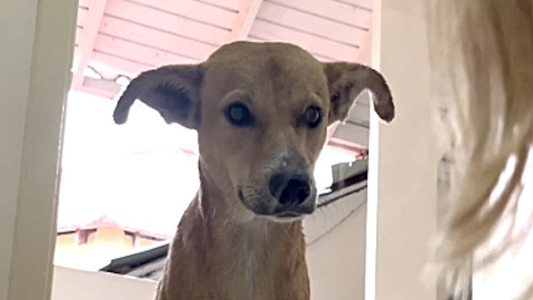 dog shows up at hotel during hurricane