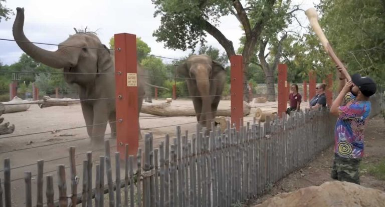 Elephants listen to didgeridoo