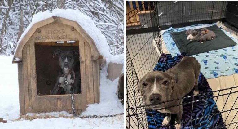 mama dog and pups rescued by stray rescue of st louis