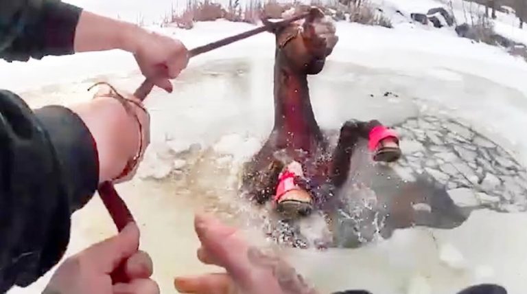 horse trapped in ice rescued