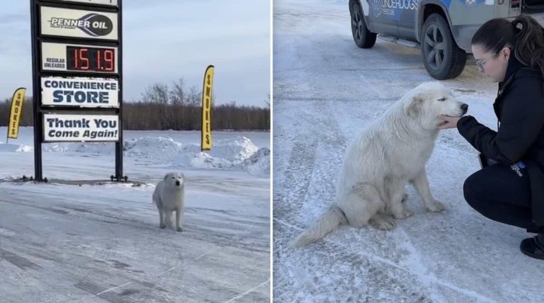 Manitoba Underdogs Rescue