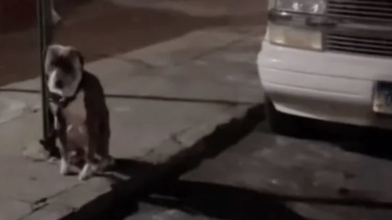 dog found tied to post in freezing cold